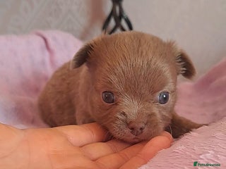 Chihuahua dogs Long Coat Chihuahua Puppies for Sale - Advert 11