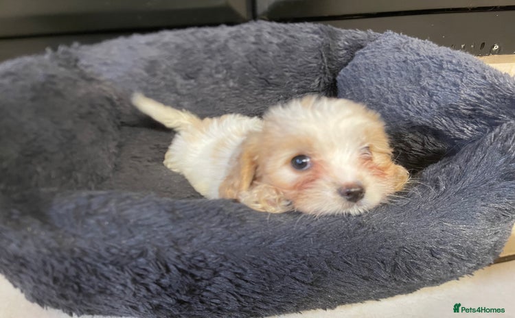 Mixed Breed dogs - Advert 12