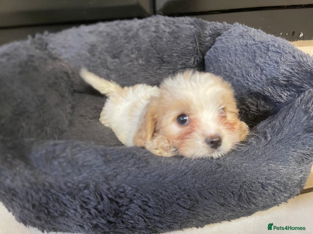 Mixed Breed dogs - Advert 12