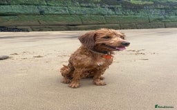 Cockapoo dogs for stud: Milo  - Image 5