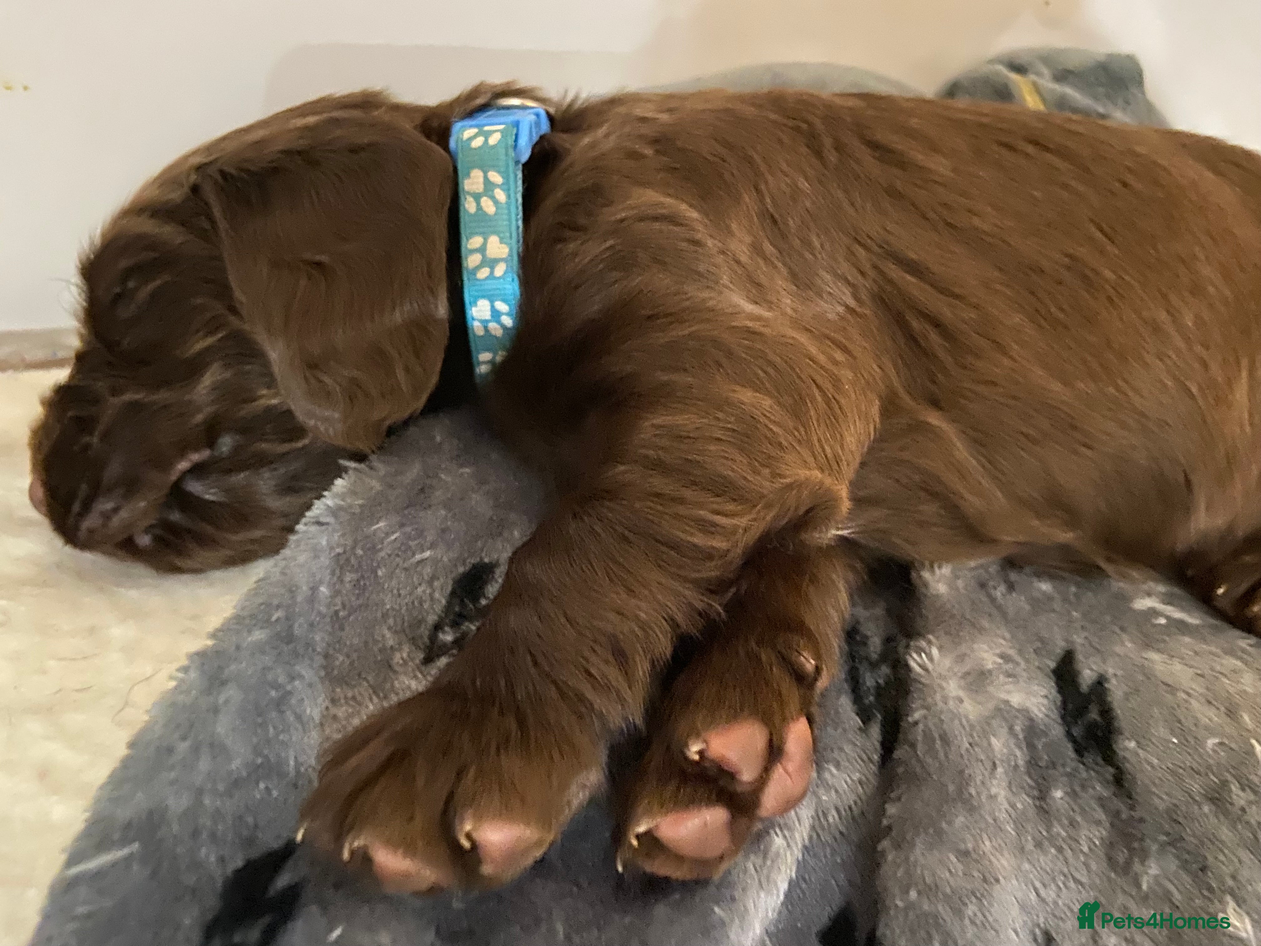 Cocker Spaniel dogs Chocolate KC Working Cocker spaniel Puppies  - Advert 18