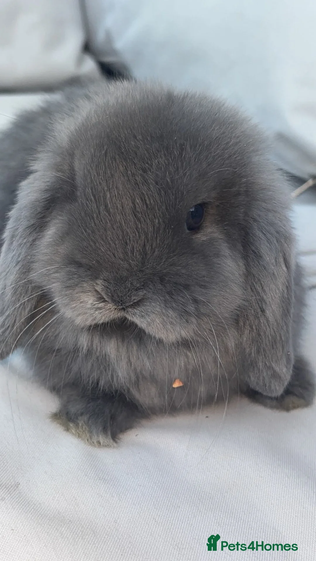 Mini Lop rabbits for sale: Beautiful mini lop bunny’s  - Advert 2