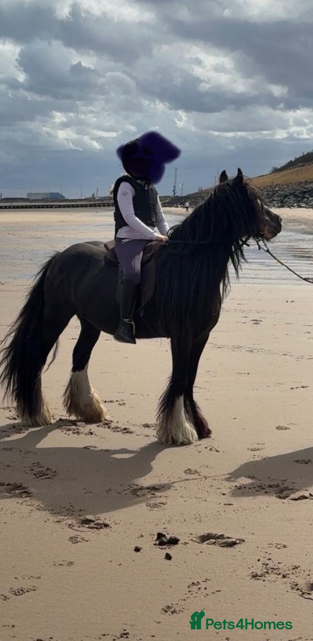 Irish Cob horses for sale: Annie  - Advert 3