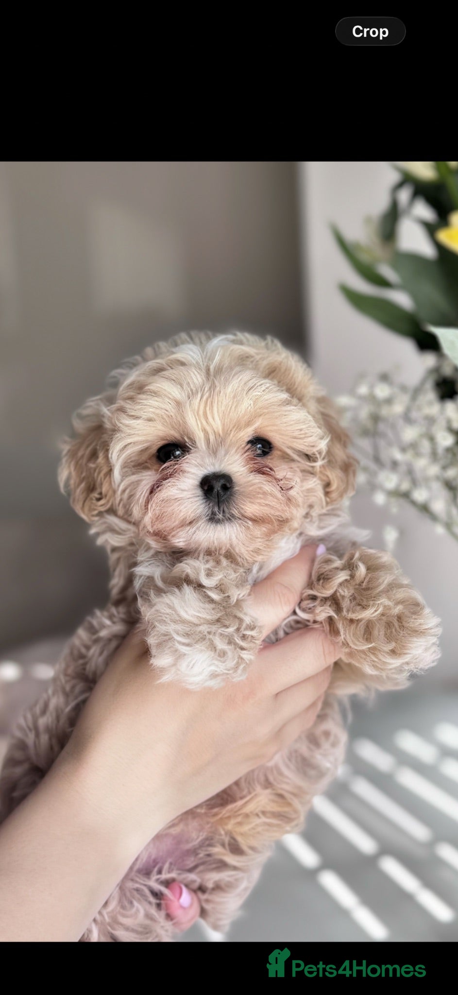 Maltipoo dogs Asian/Korean very tiny Maltipoo puppies  - Advert 10