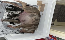 American Bully dogs for sale: Pocket Bully Pups - Advert 1