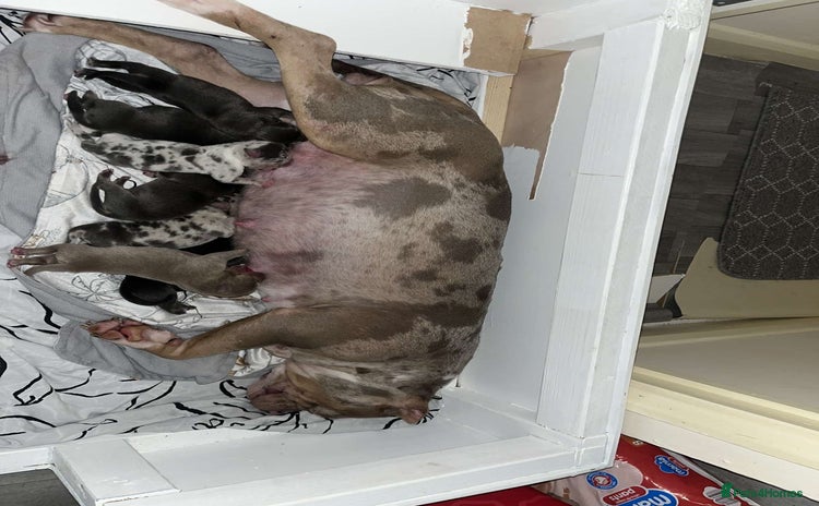 American Bully dogs Pocket Bully Pups - Advert 3