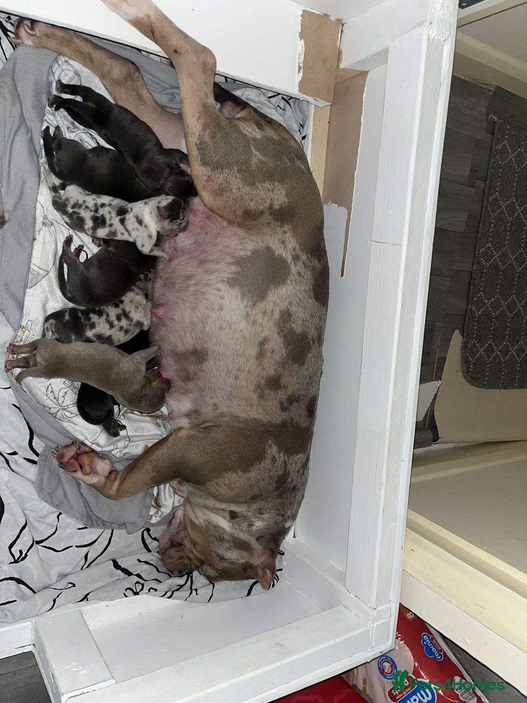 American Bully dogs for sale: Pocket Bully Pups - Advert 1