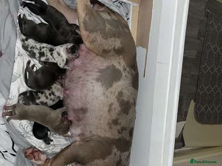 American Bully dogs Pocket Bully Pups - Advert 18