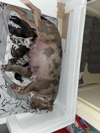 American Bully dogs Pocket Bully Pups - Advert 1