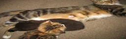 Mixed Breed cats for sale: Kittens in Leeds - Advert 1