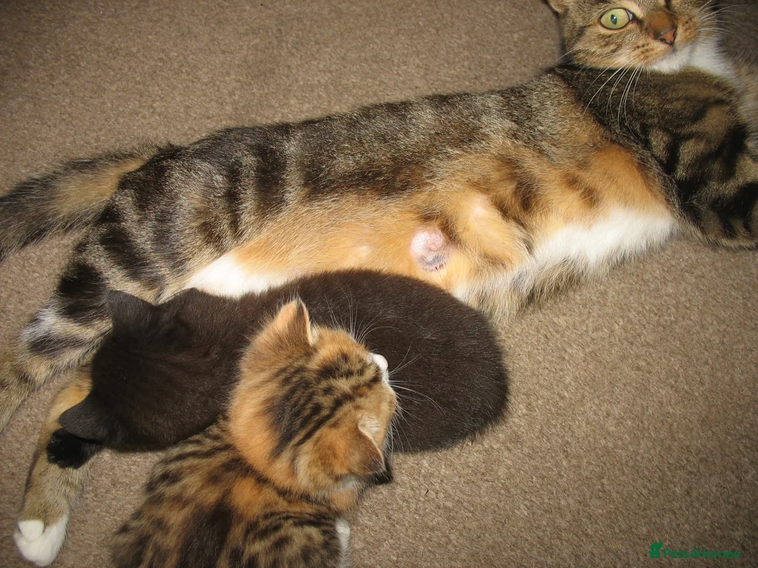 Mixed Breed cats for sale: Kittens in Leeds - Advert 1