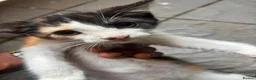 Mixed Breed cats for sale: Great kitties - Advert 5
