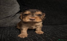 Cocker Spaniel dogs for sale: ✨ Show Cocker Spaniel pups ✨ - Image 8