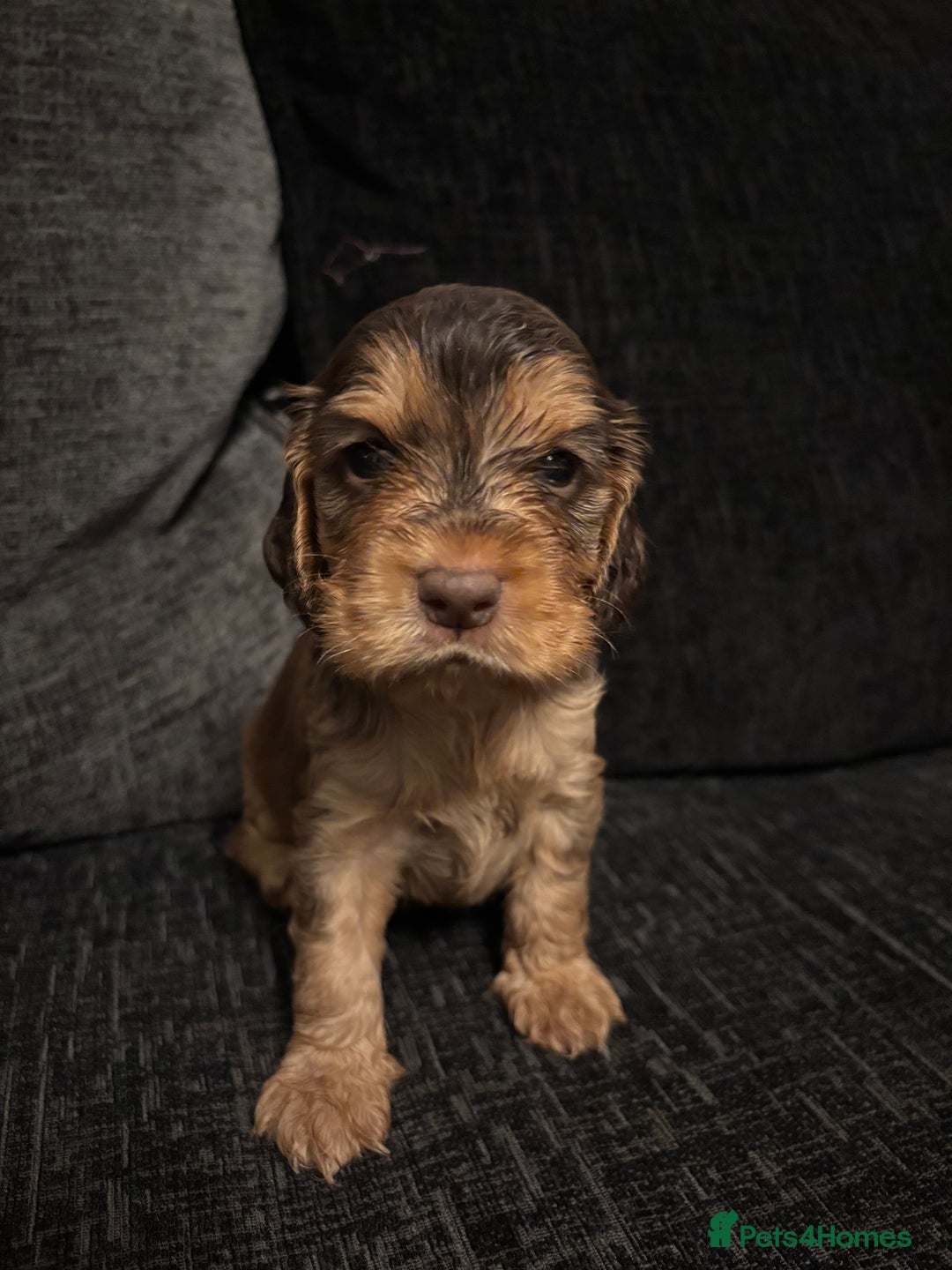 Cocker Spaniel dogs for sale: ✨ Show Cocker Spaniel pups ✨ - Image 8