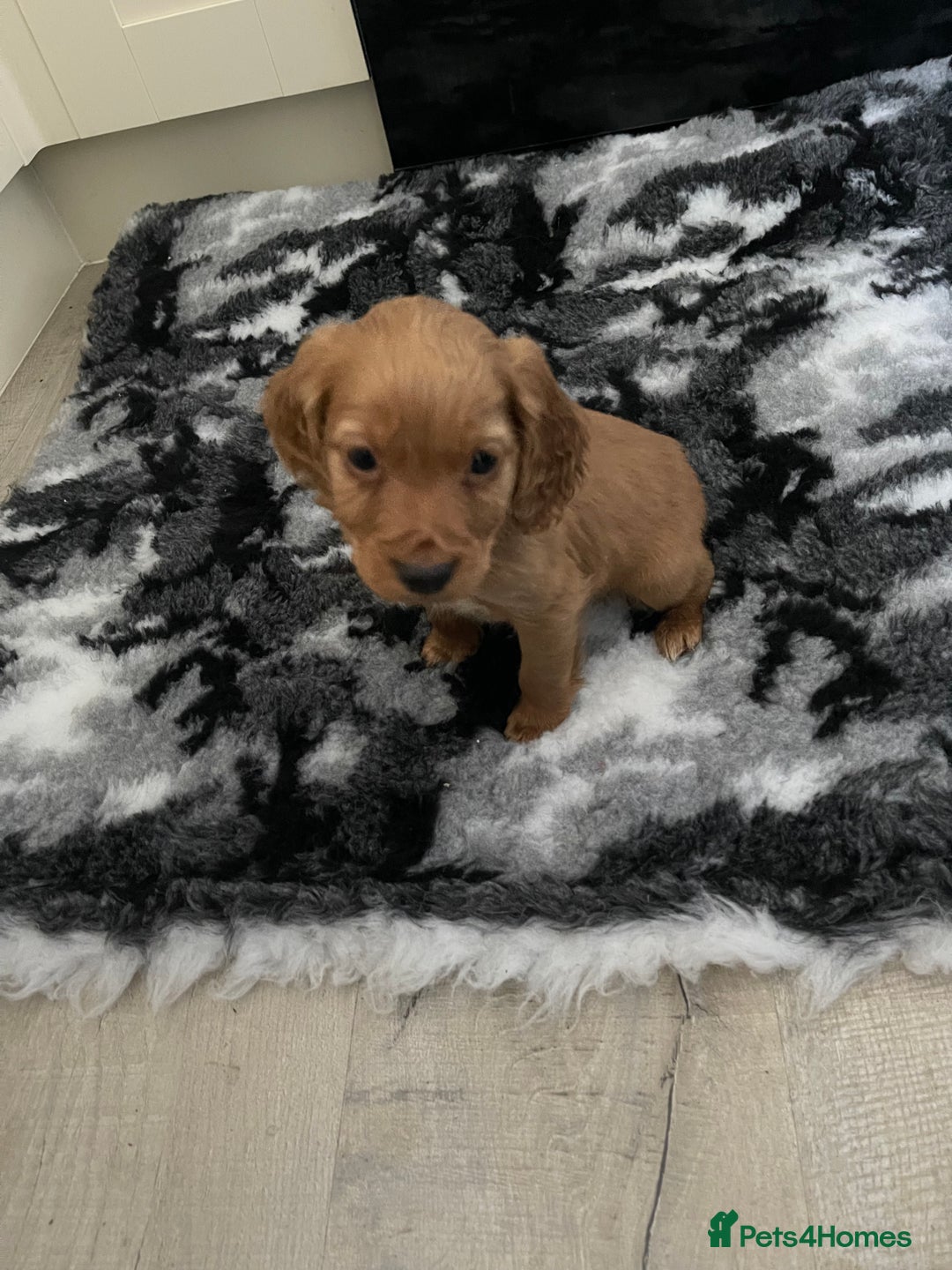 Cocker Spaniel dogs for sale: Cocker spaniels - Advert 3