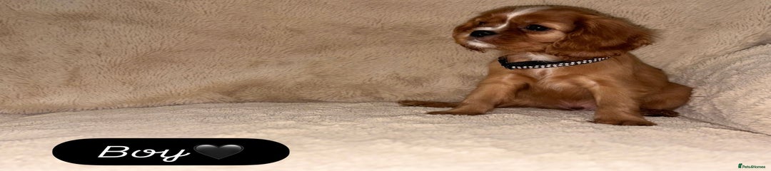 Cavalier King Charles Spaniel Puppy 1