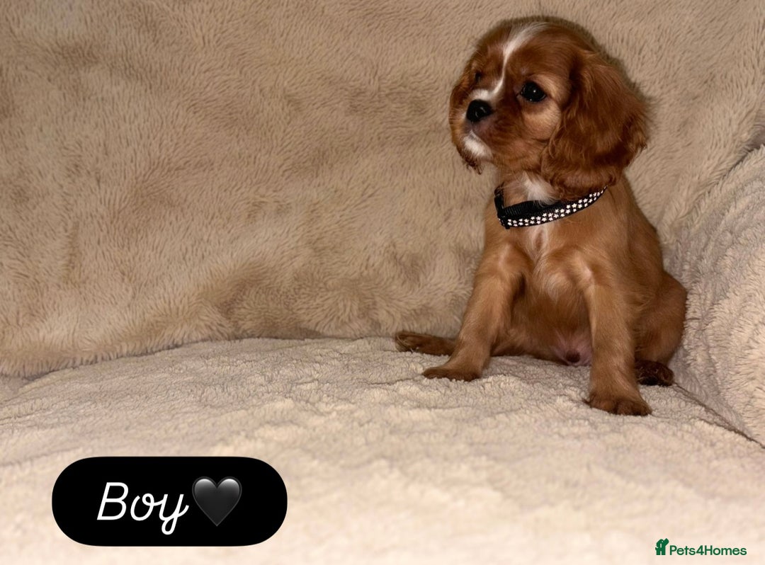 Cavalier King Charles Spaniel dogs for sale: King Charles Cavalier Puppies  - Image 8
