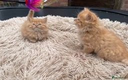 Mixed Breed cats for sale: 🎃 Cute Fluffy Kittens – Persian x BSH Mix - Image 9