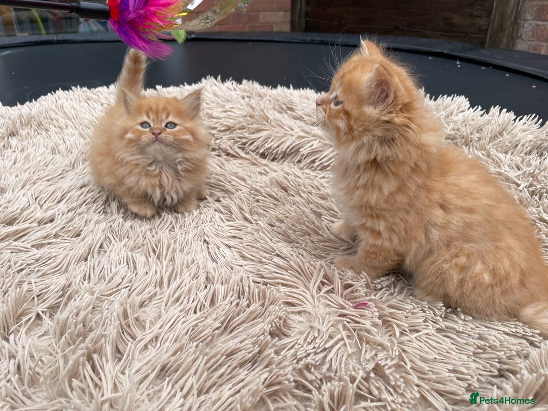 Mixed Breed cats for sale: 🎃 Cute Fluffy Kittens – Persian x BSH Mix - Image 9