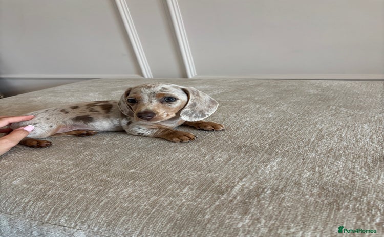 Miniature Dachshund dogs - Advert 1