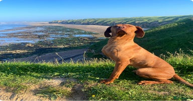 Hungarian Vizsla dogs in Barnard Castle - Advert 10