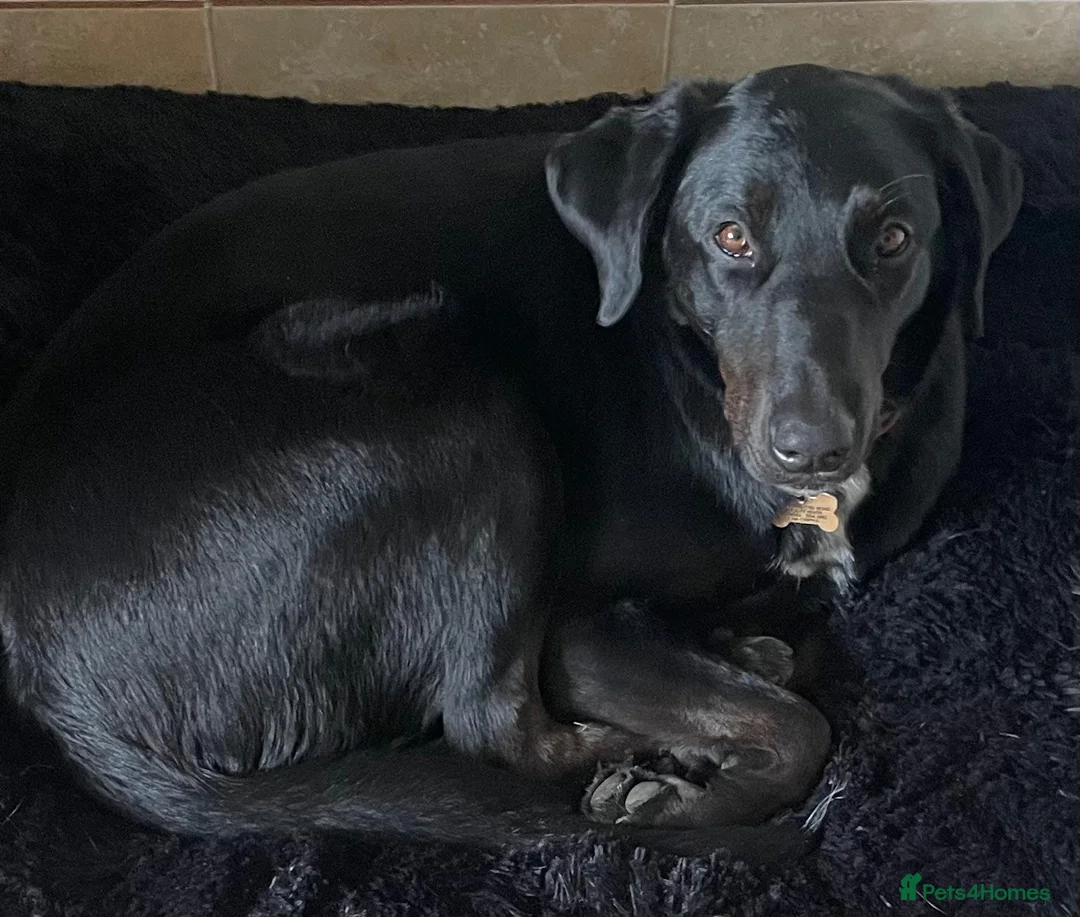 Mixed Breed dogs for adoption: ❤️🐶 DORIS – A BIG SOFT HEART IN A YOUNG BODY - Advert 2