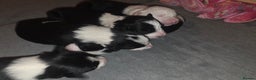 Bearded Collie dogs for sale: Border collie pups  - Advert 11
