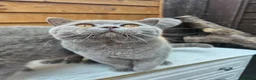 British Shorthair cats for sale: Gccf Lilac Male 10 mths old - Advert 7