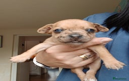 Chihuahua dogs for sale: 4 beautiful merle chihuahuas - Image 3