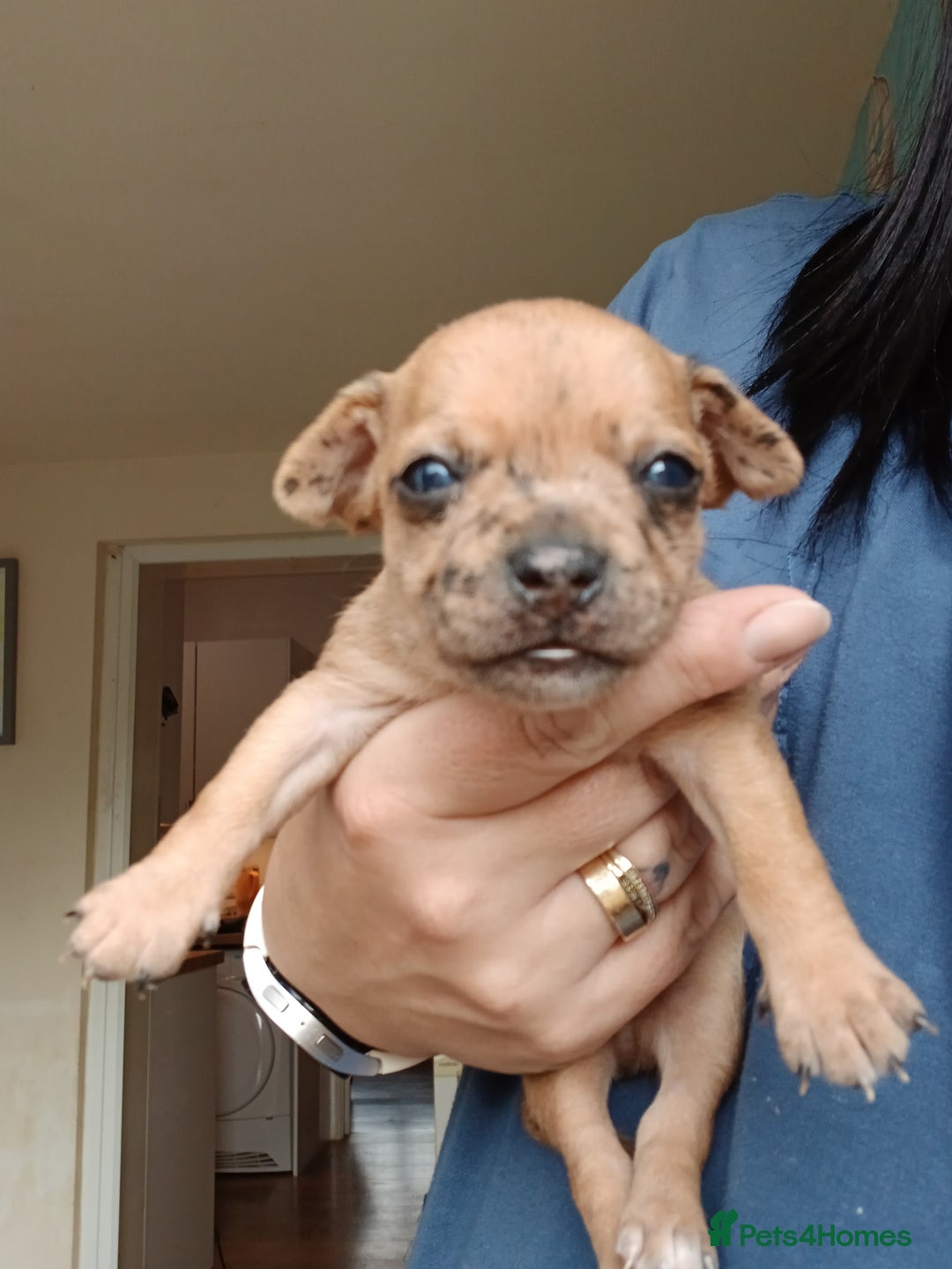 Chihuahua dogs for sale: 4 beautiful merle chihuahuas - Image 3