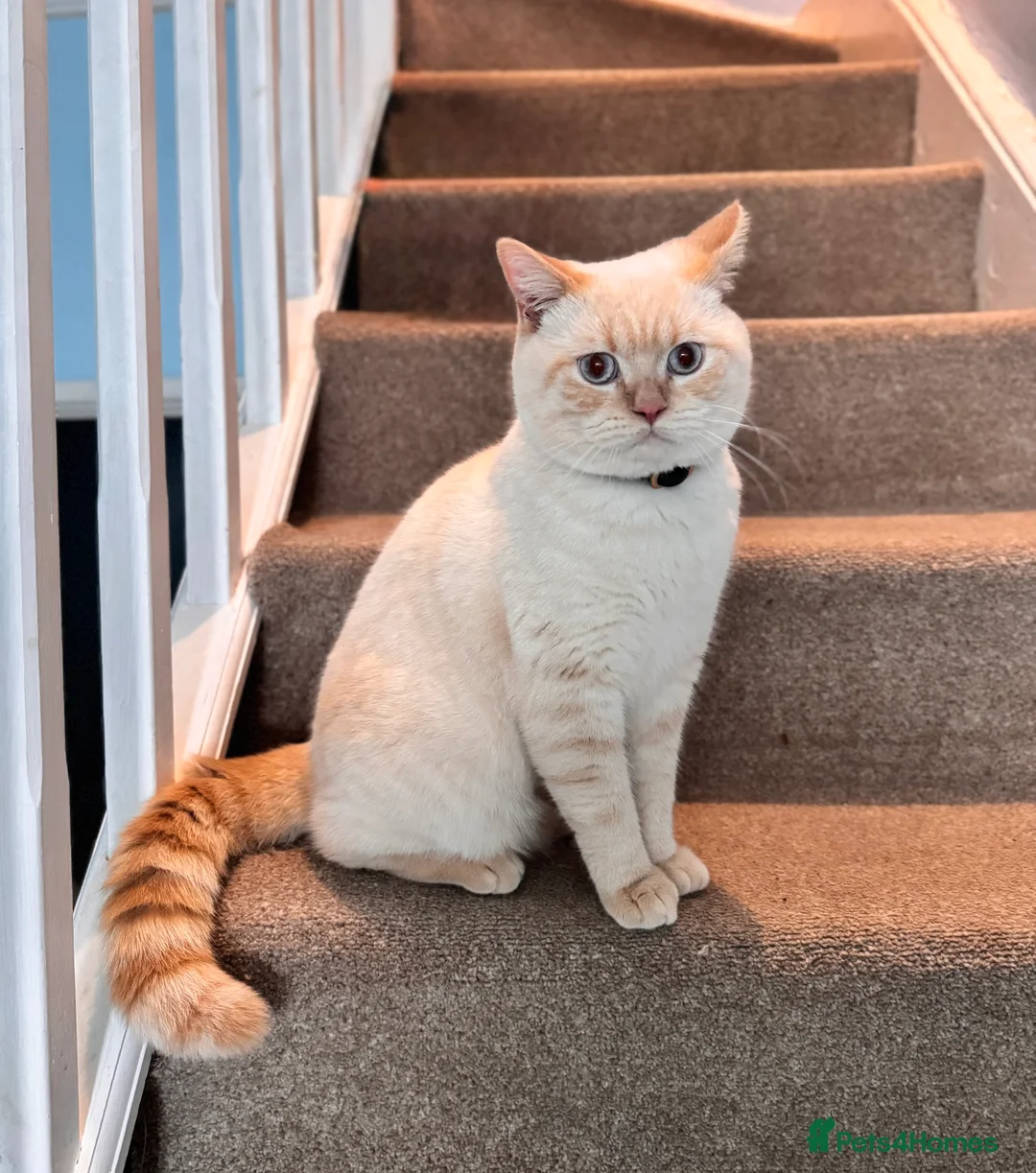 British Shorthair cats for stud: GCCF Active BSH Cream/Ginger ColourPointed  in London - Advert 2