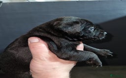 Patterdale Terrier dogs for sale: PATTERDALE PUPS FOR SALE (Nutall lines) - Image 7
