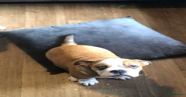 English Bulldog dogs - Advert 9