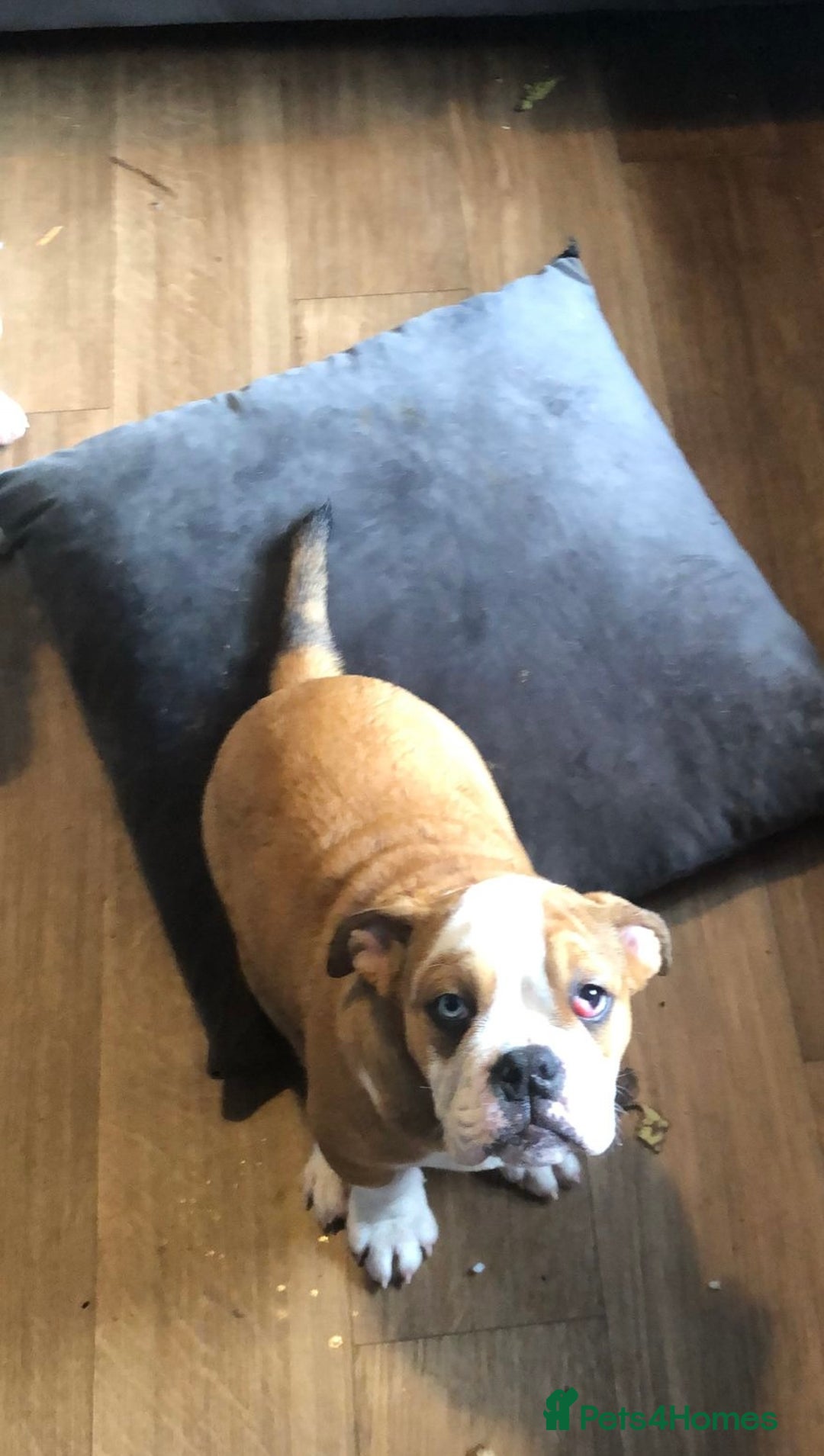 English Bulldog dogs for sale: English bulldog  - Image 2