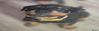 Yellow Collar 