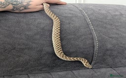 Snake reptiles for sale: Hognose with vivarium  - Image 2