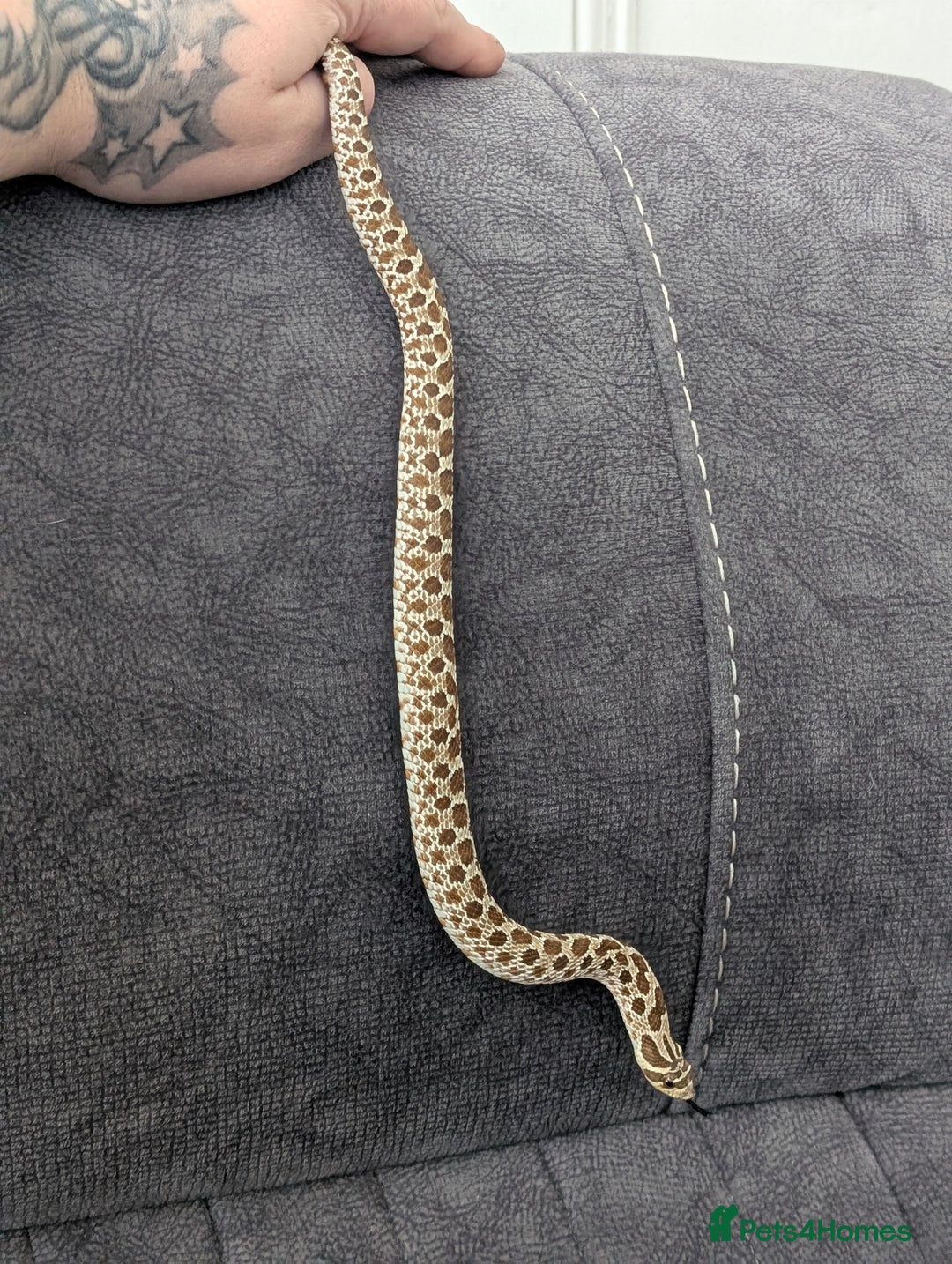 Snake reptiles for sale: Hognose with vivarium  - Image 2