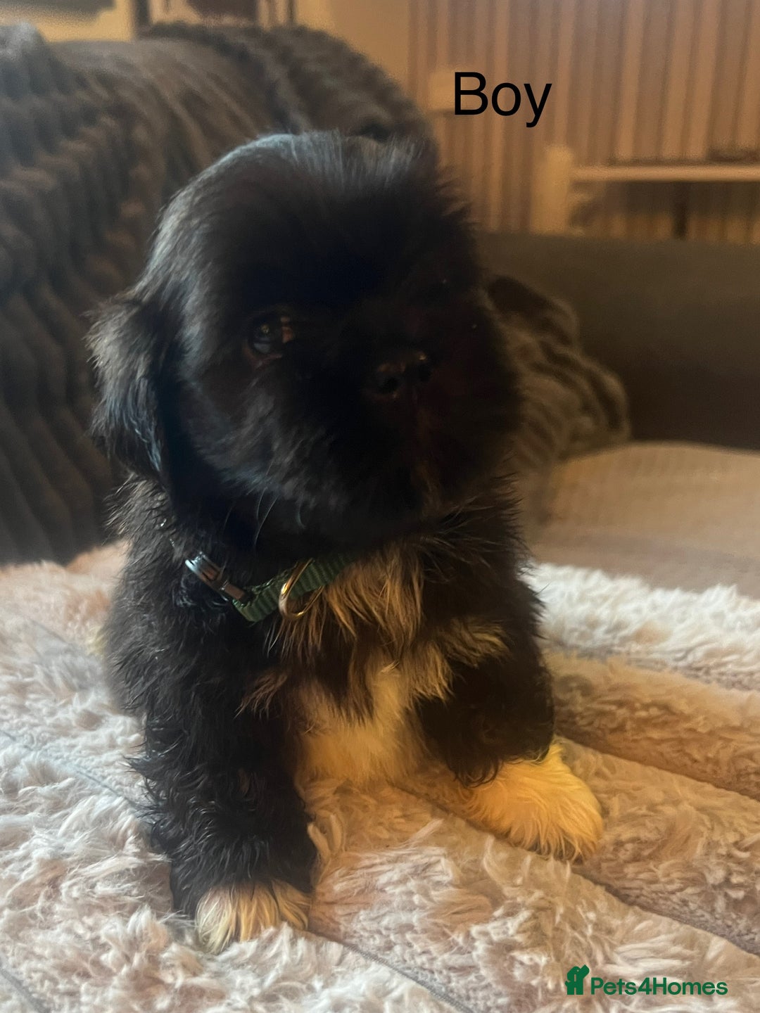 Lhasa Apso dogs for sale: KC Registered Lhasa Apso Puppies For Sale - Advert 9
