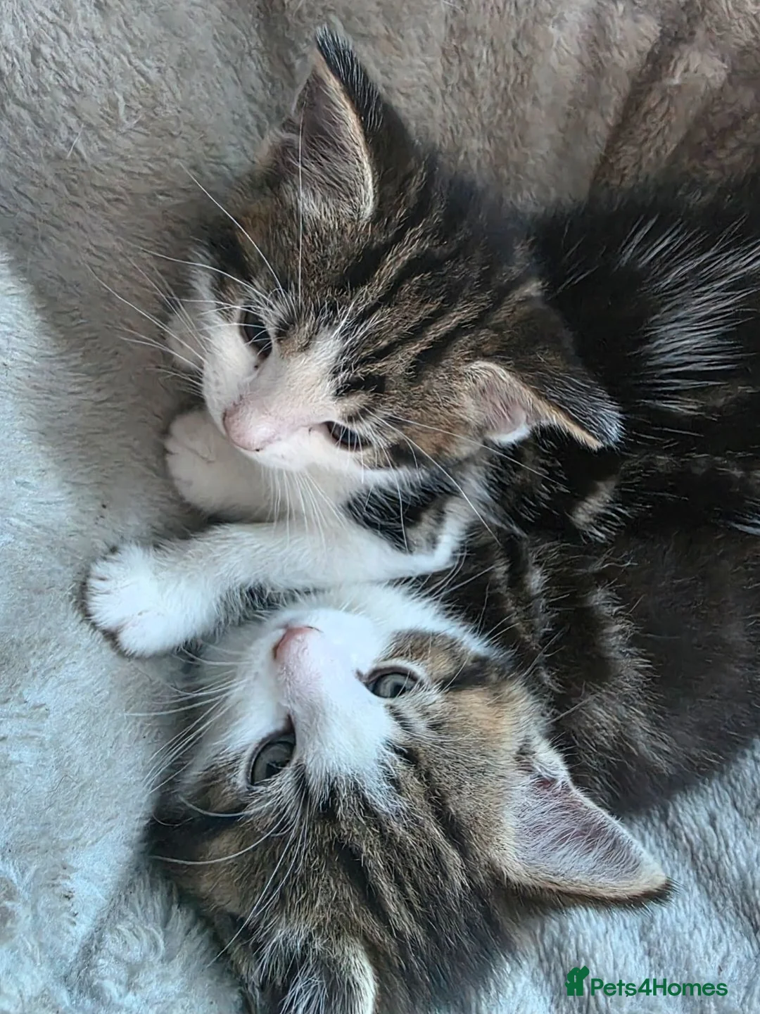 Mixed Breed cats for sale: Beautiful male kittens looking for forever home in Glastonbury - Advert 2