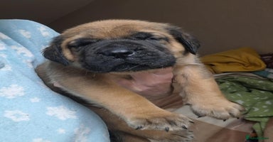 Mastiff dogs - Advert 8