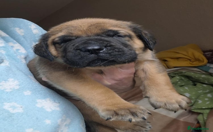 Mastiff dogs - Advert 1