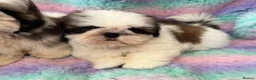 Shih Tzu dogs for sale: Lovely Shih Tzu puppies - Advert 13