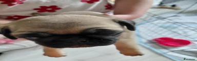 Pug 3