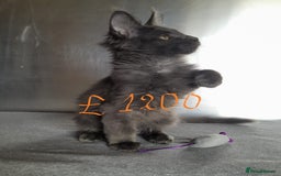 Maine Coon cats for sale: solid boys polydact maine coon  - Image 2