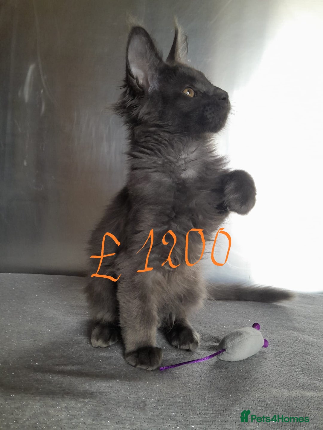 Maine Coon cats for sale: solid boys polydact maine coon  - Image 2