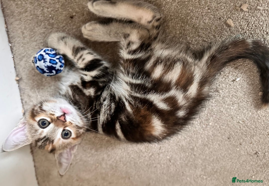 Mixed Breed cats for sale: Adorable bengal & tabby mix kittens - Image 7
