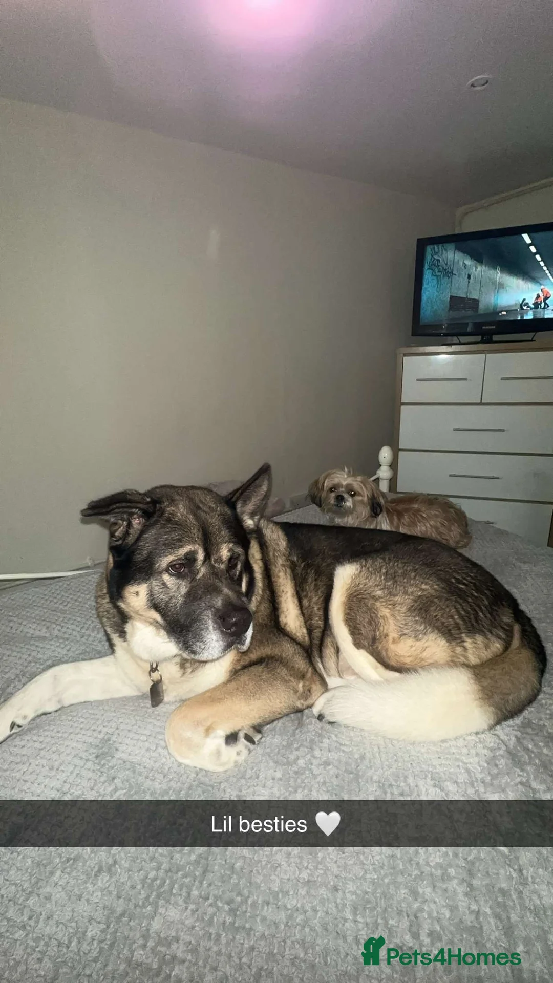 Akita dogs for stud: American Akita For STUD - Advert 4