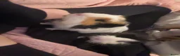 Guinea Pig rodents for sale: 2 guinea pigs  in Widnes - Advert 6
