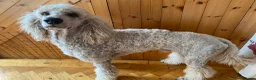 Standard Poodle dogs for sale: wonderful poodle puppies - Advert 17