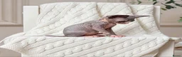 Sphynx cats for sale: Tics registered sphynx kittens  - Advert 4